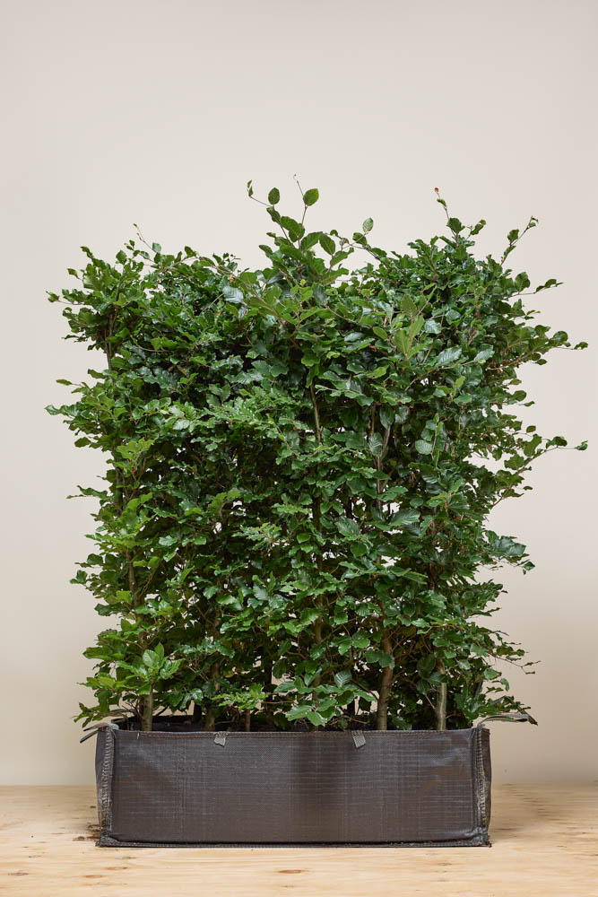 bester dünger für rosen Gartencoach Rosendünger 5 kg – Nährstoffe für gesunde Rosen & langanha –  Der Gartencoach main image 1