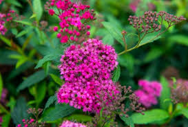 Sommerspiere-Anthony-Waterer-ALG INZ