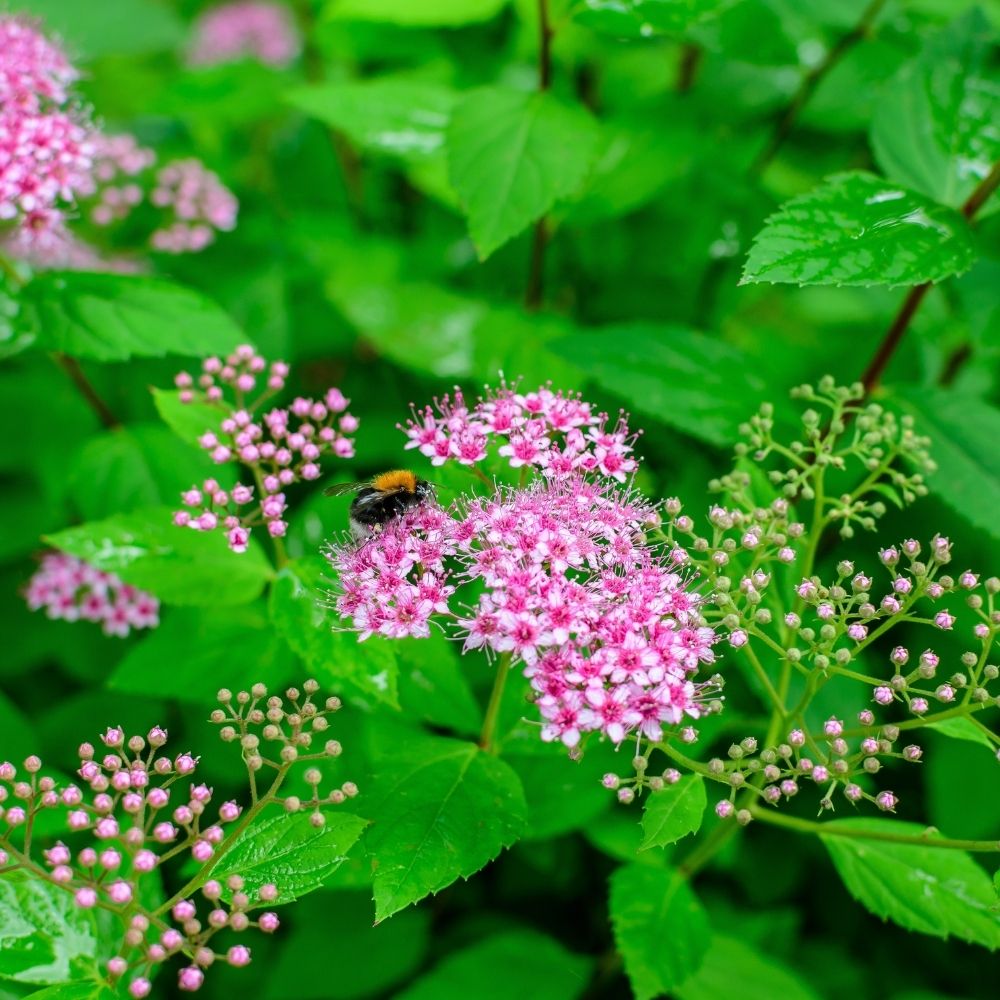 Sommerspiere 'Genpei' 
