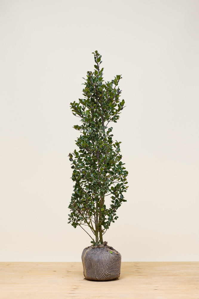 Stechpalme-Heckenfee-Wurzelballen-150-175