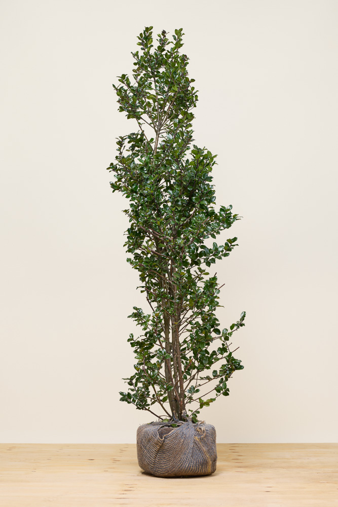 Stechpalme-Heckenfee-Wurzelballen-200-225