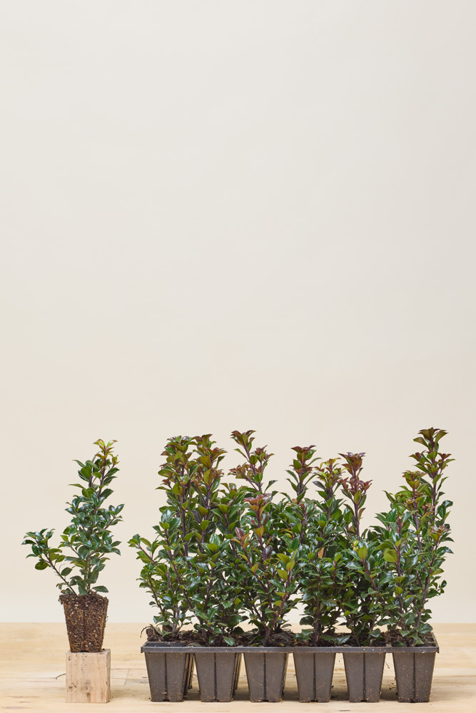 Stechpalme-Heckenfee-Wurzelballen-25-30