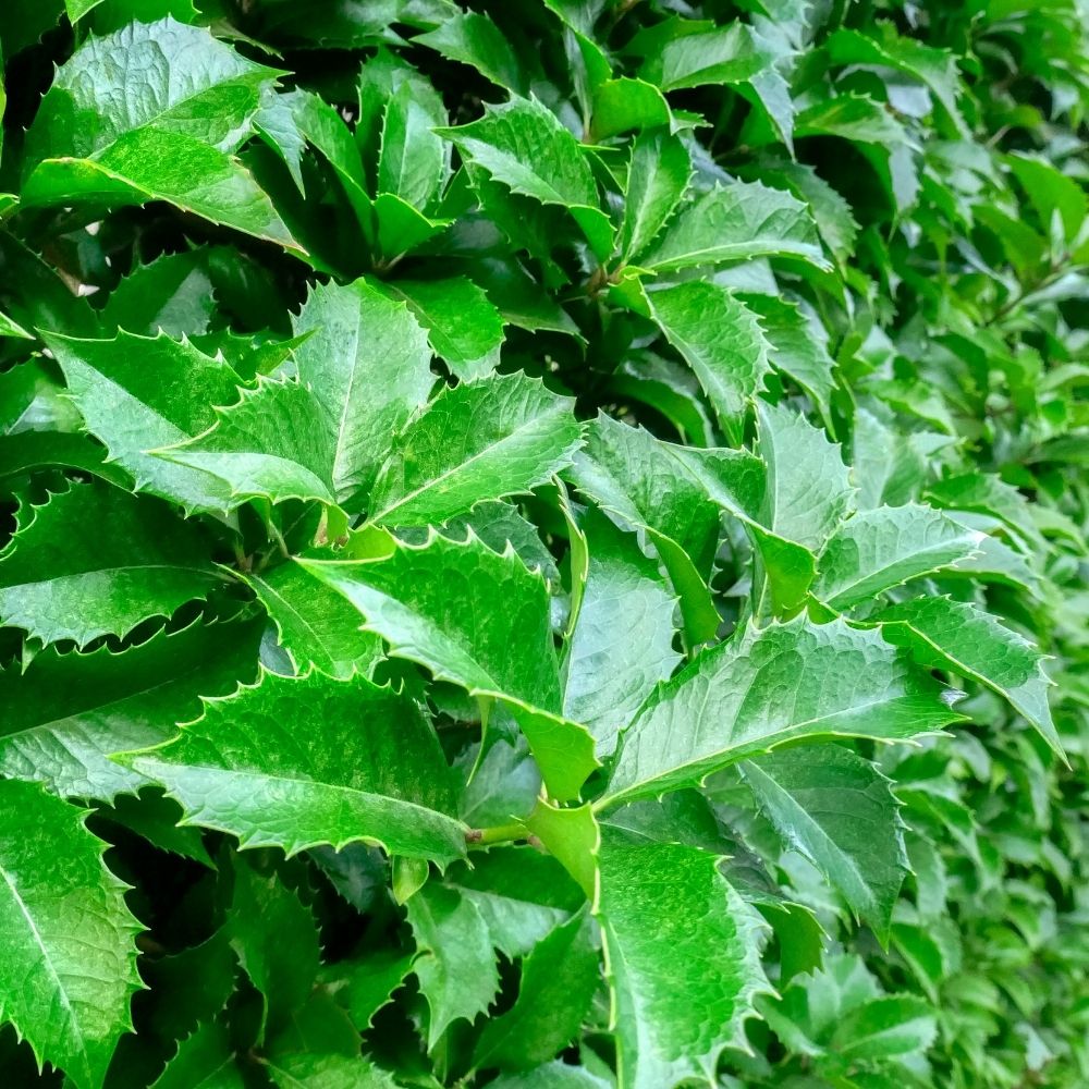 Stechpalme 'Heckenstar'