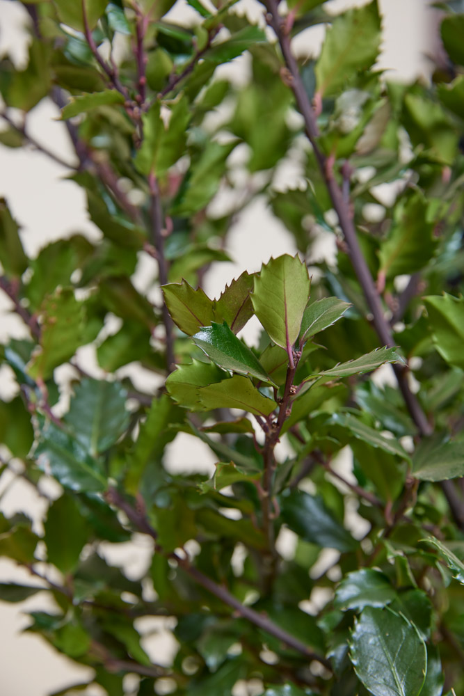 Stechpalme-Heckenstar-ALG INZ