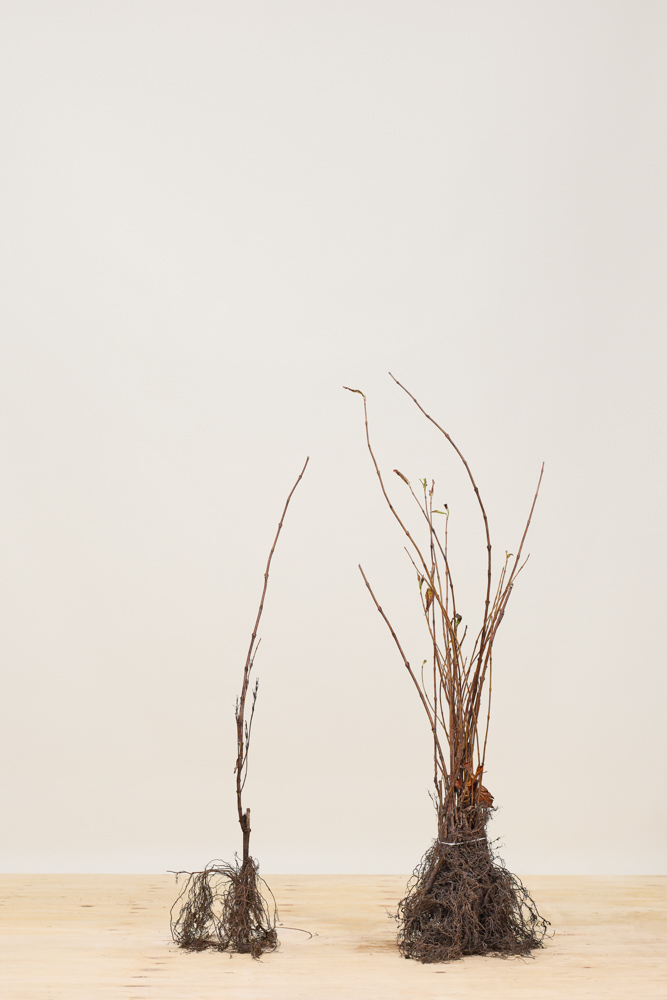 Weigelie-Rosea-Wurzelware-40-60