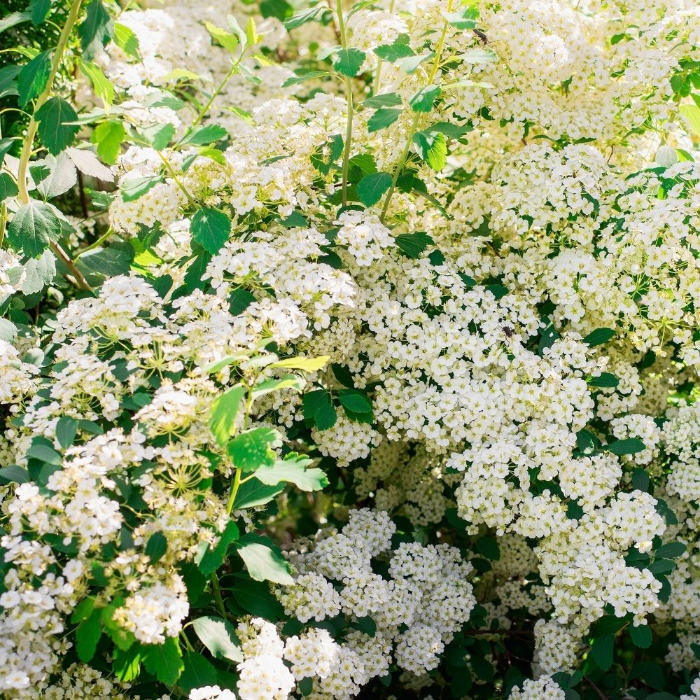 Weiße Rispenspiere 'Grefsheim'