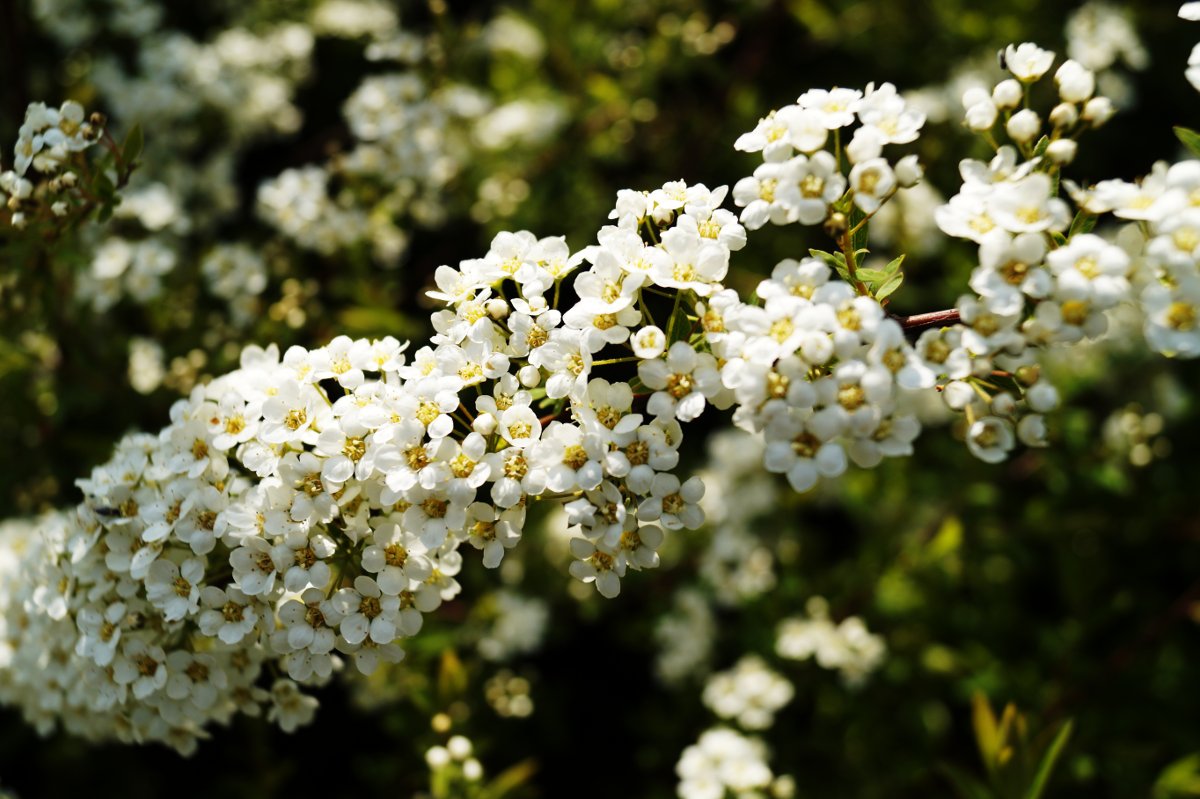 Weiße-Rispenspiere-Grefsheim-ALG INZ