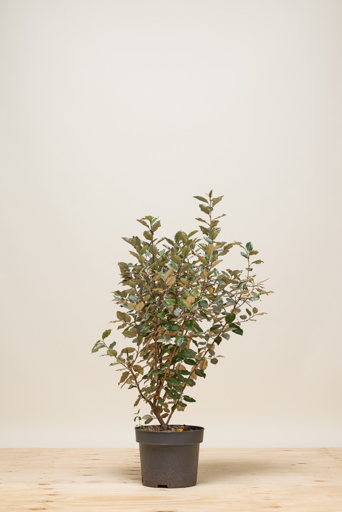 Wintergrne lweide Topf 80-100 cm - Hedgy Heckenpflanzen