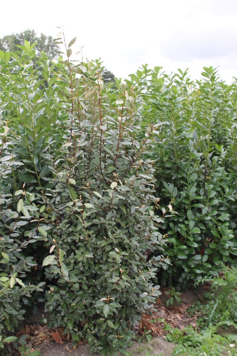 Lweide Hecke Giftig