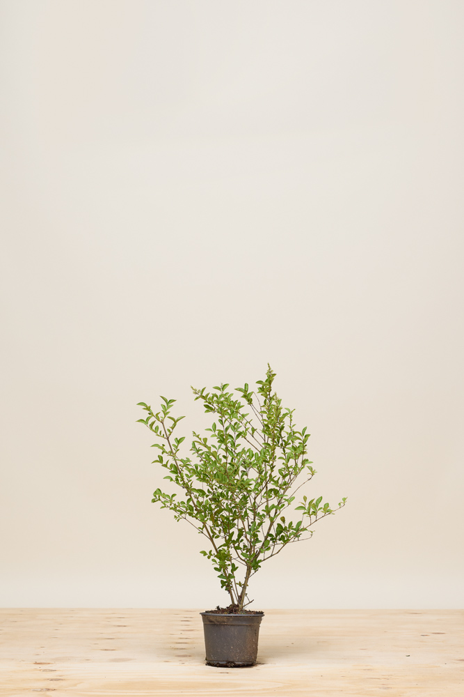 Liguster 'Atrovirens' Topf 60-80 cm - Hedgy Heckenpflanzen