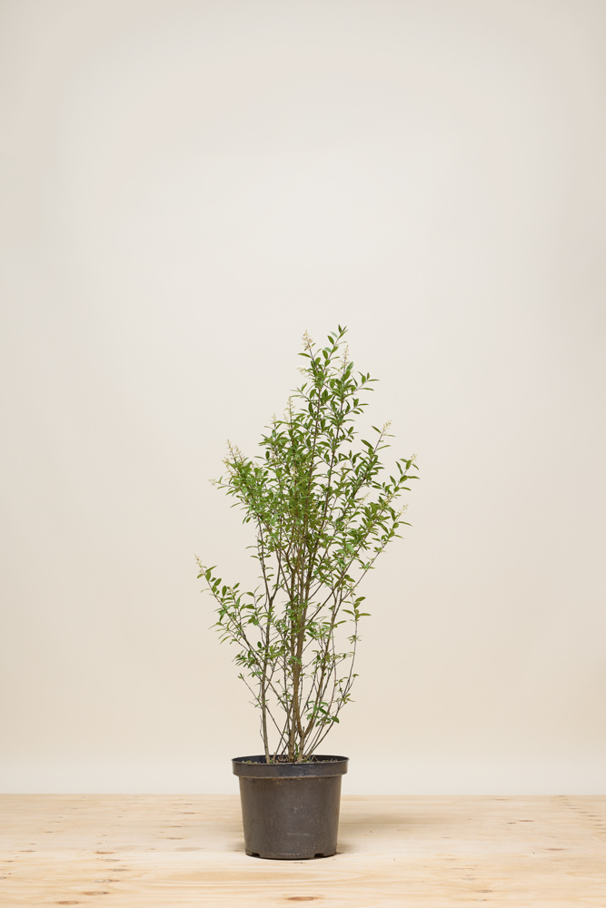 Liguster 'Atrovirens' Topf 80-100 cm - Hedgy Heckenpflanzen