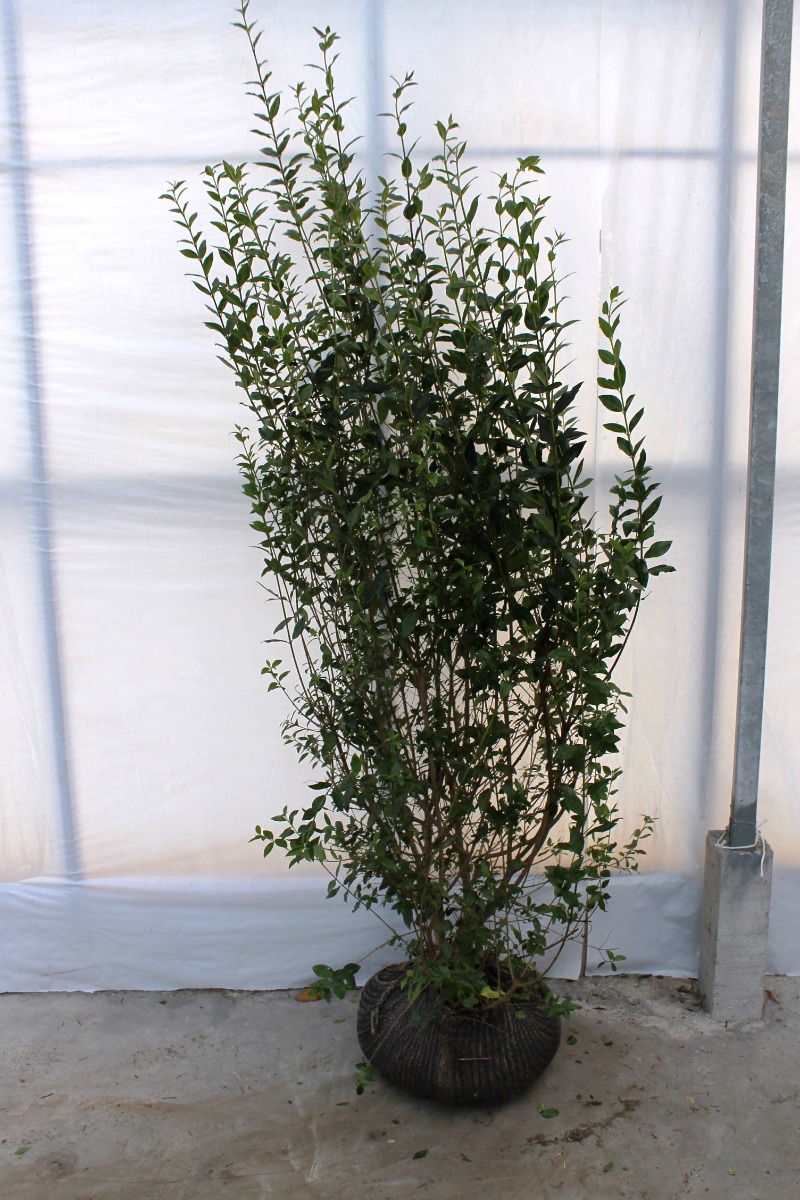 Liguster 'Atrovirens' Wurzelballen 175-200 cm - Hedgy Heckenpflanzen