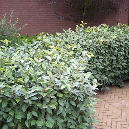 Wintergrüne Ölweide