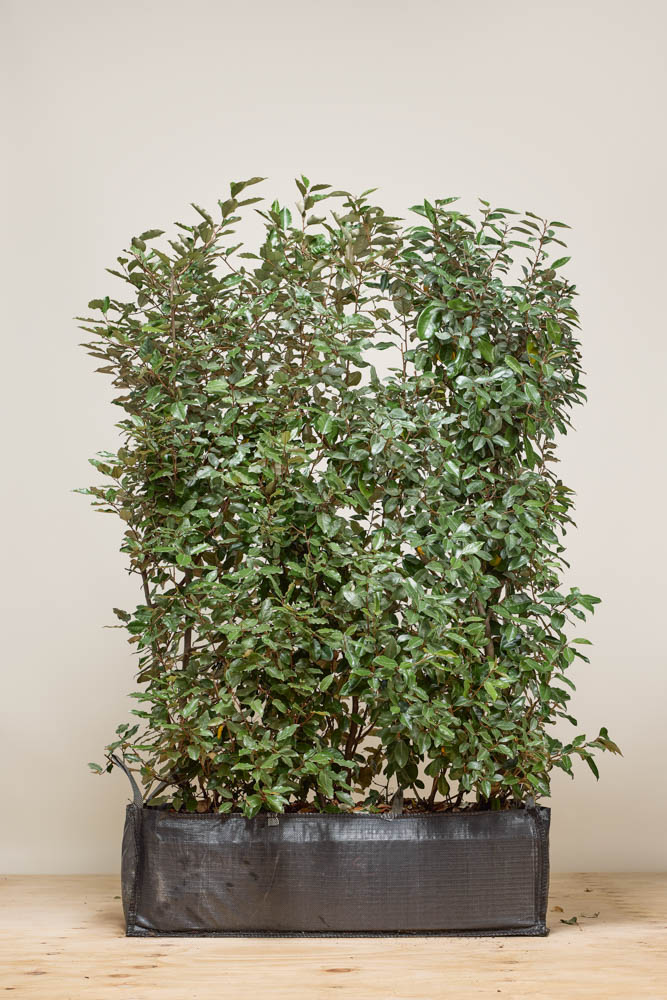 Wintergrüne-Ölweide-Fertighecke-150+