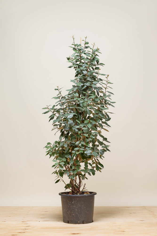 Wintergrüne-Ölweide-Topf-125-150