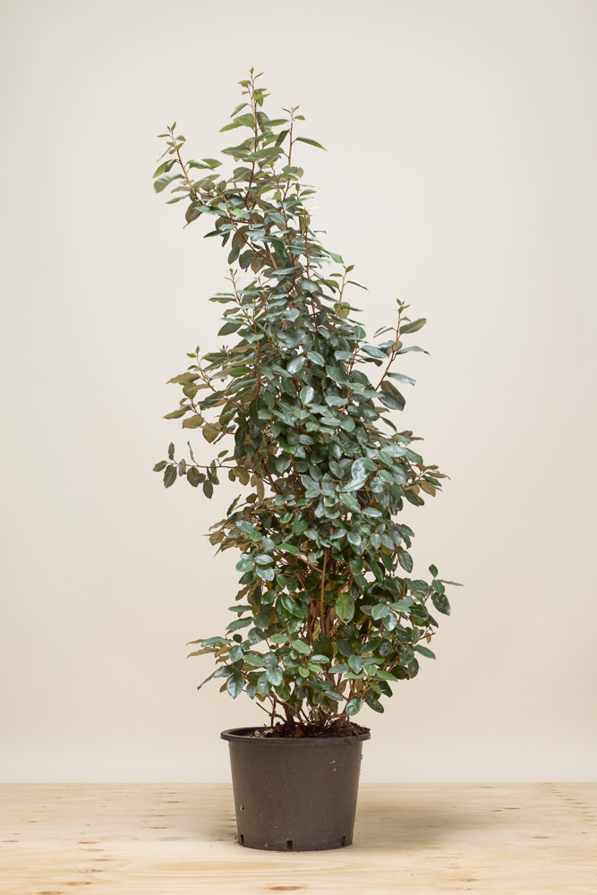 Wintergrüne-Ölweide-Topf-150-175