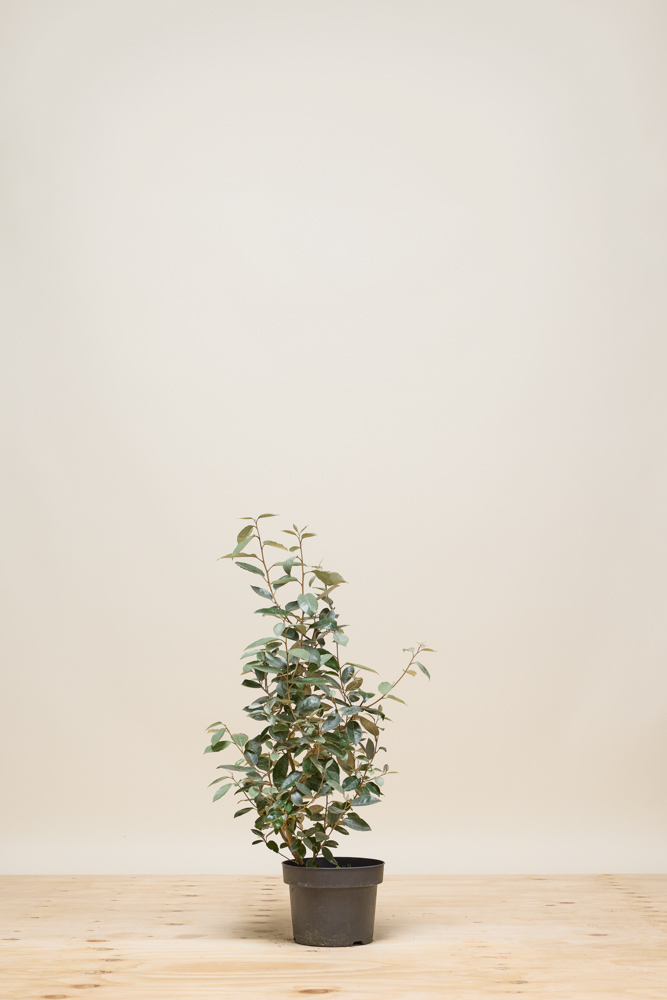 Wintergrüne-Ölweide-Topf-40-60