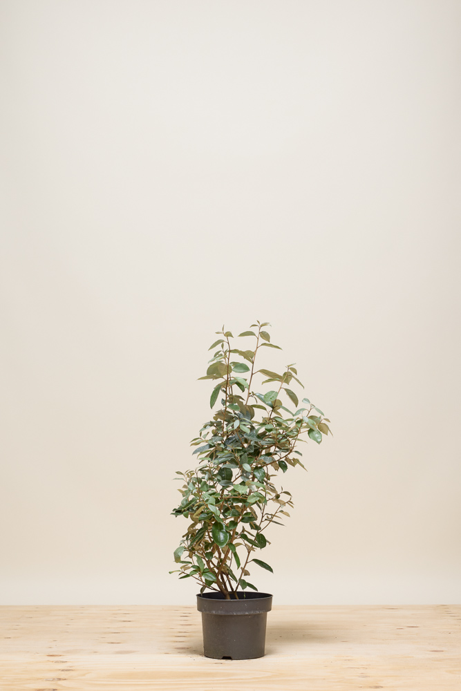 Wintergrüne-Ölweide-Topf-60-80