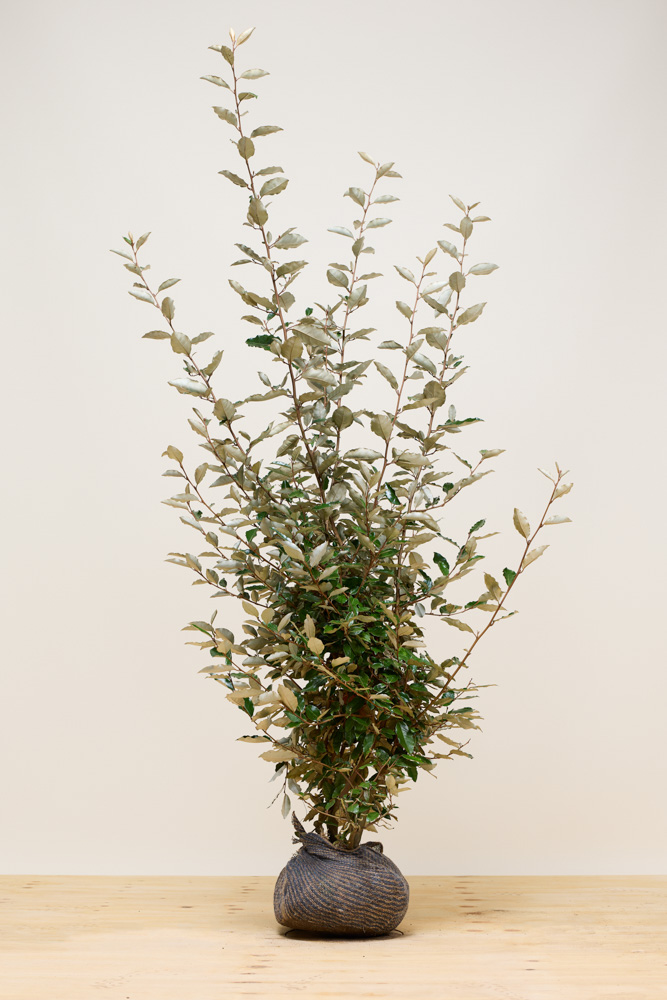 Wintergrüne-Ölweide-Wurzelballen-150-175