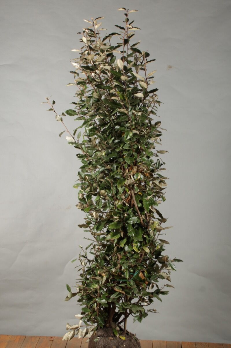 Wintergrüne-Ölweide-Wurzelballen-175-200