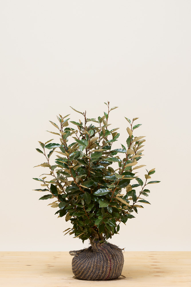 Wintergrüne Ölweide Wurzelballen 60-80 cm Wurzelballen