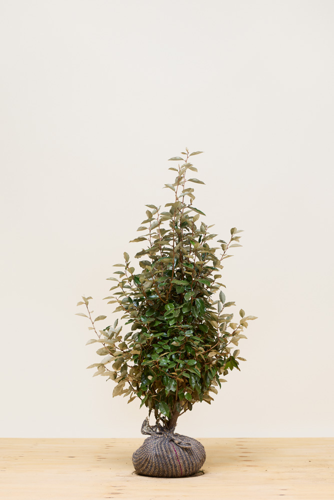 Wintergrüne-Ölweide-Wurzelballen-80-100