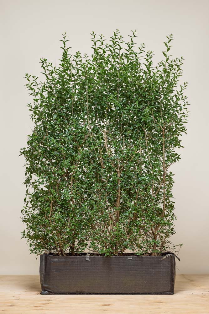 Wintergrüner-Liguster-Atrovirens-Fertighecke-160-170