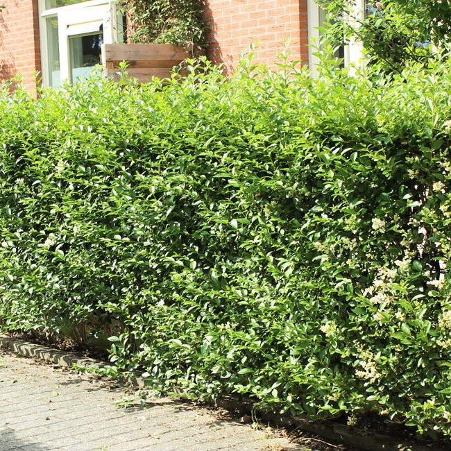 Wintergrüner Liguster 'Atrovirens'