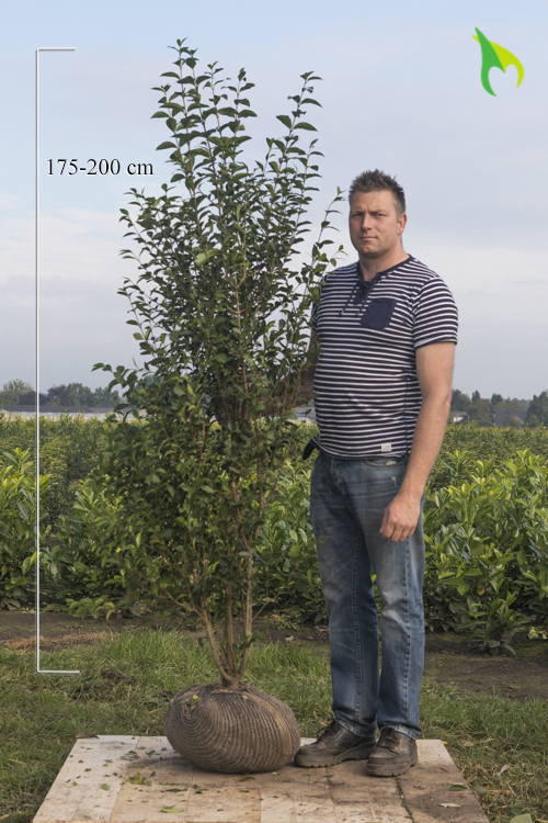 Wintergrüner-Liguster-Atrovirens-Wurzelballen-175-200