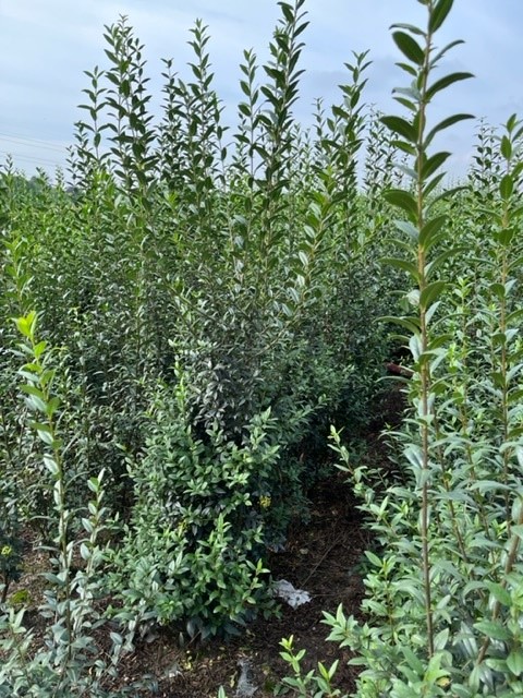 Wintergrüner-Liguster-Atrovirens-Wurzelballen-200-225