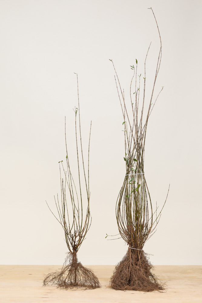 Wintergrüner Liguster 