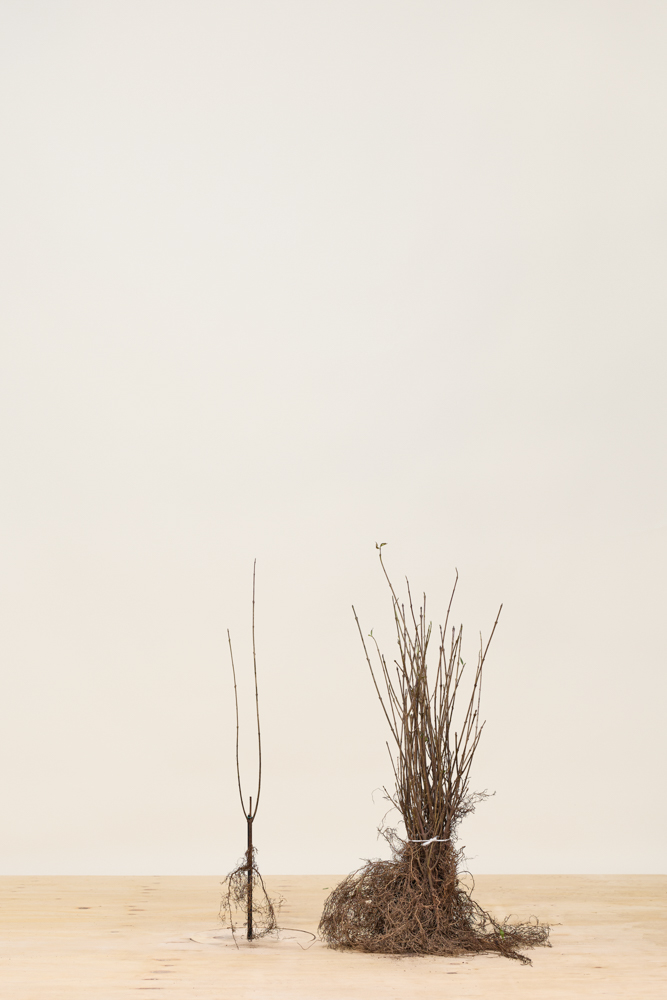 Wintergrüner Liguster 