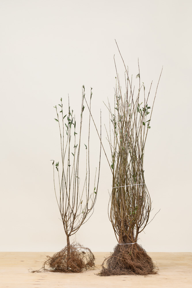 Wintergrüner Liguster 