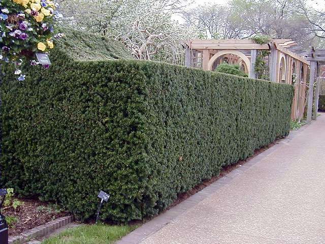 Becher-Eibe 'Hicksii' Topf 50-60 cm - Hedgy Heckenpflanzen