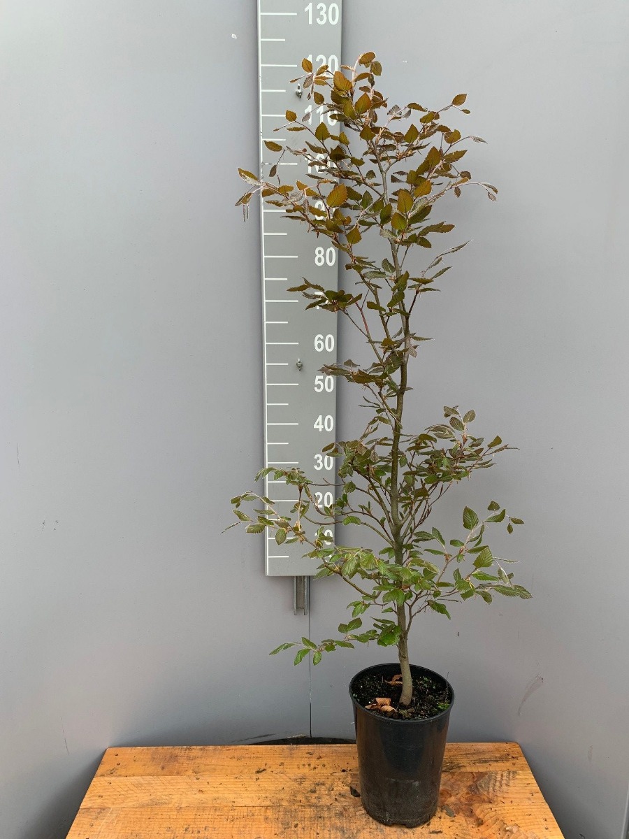 Blutbuche Topf 100-125 cm Topf