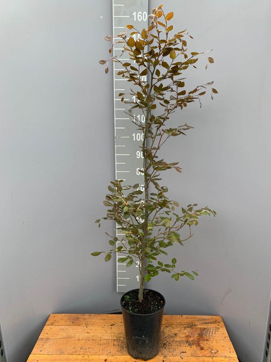 Blutbuche Topf 150-175 cm Topf