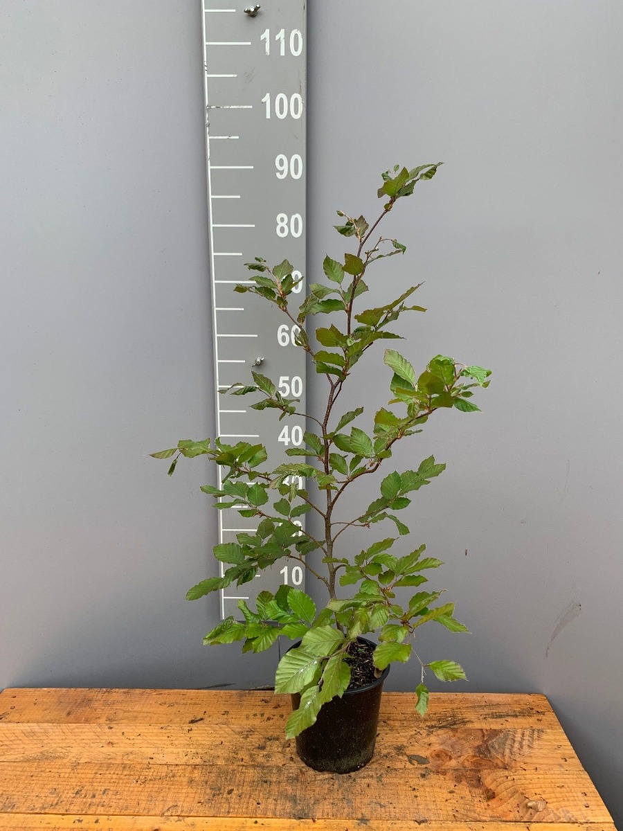 Blutbuche Topf 80-100 cm Topf