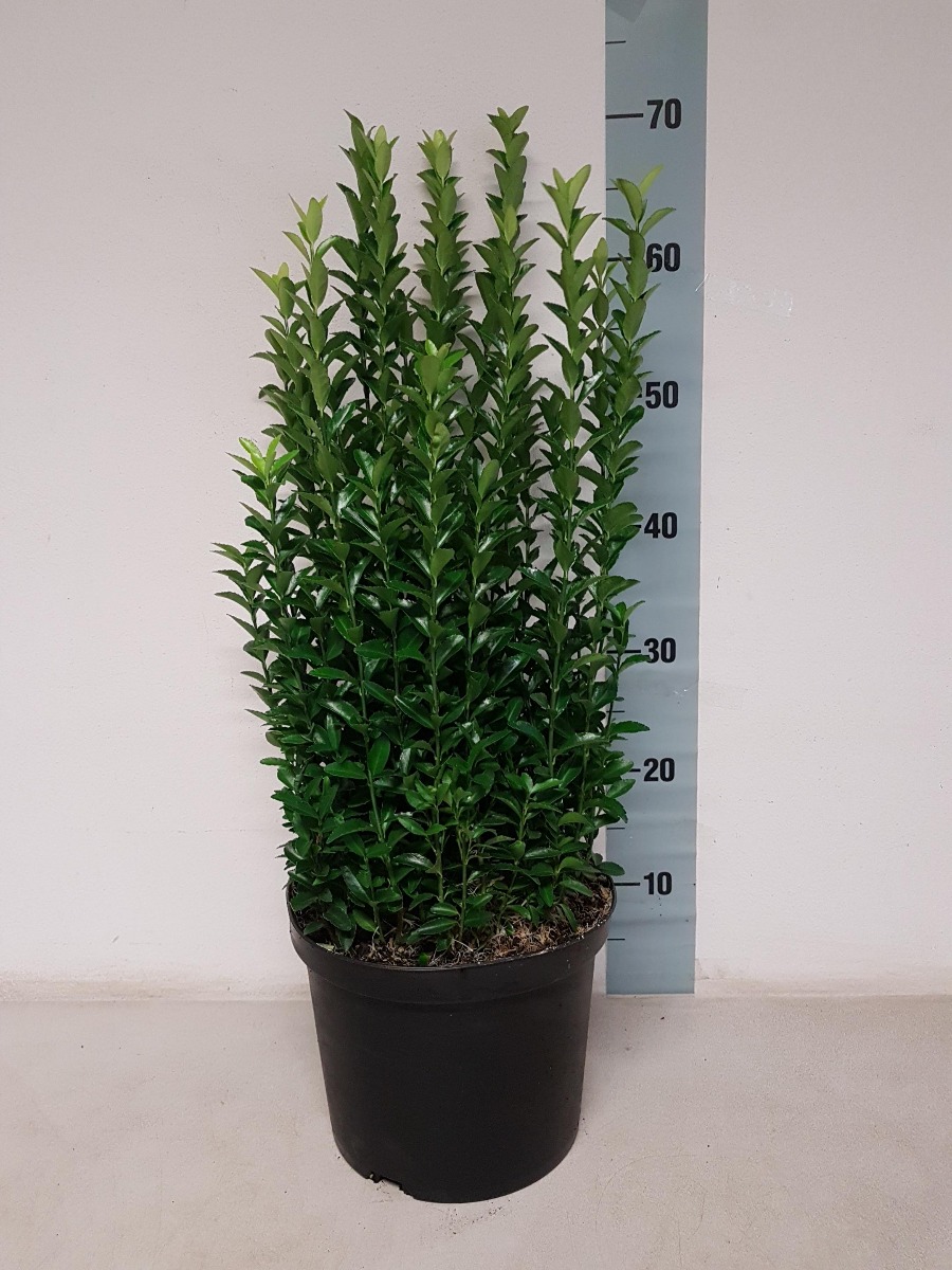 Japanischer Spindelstrauch 'Jean Hugues' Topf 40-50 cm