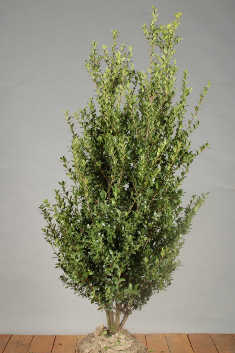 Japanische Stechpalme Wurzelballen 80-100 cm Wurzelballen