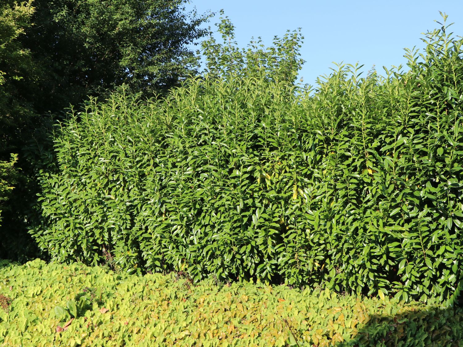 Kirschlorbeer 'Genolia' Wurzelballen 60-80 cm - Hedgy Heckenpflanzen