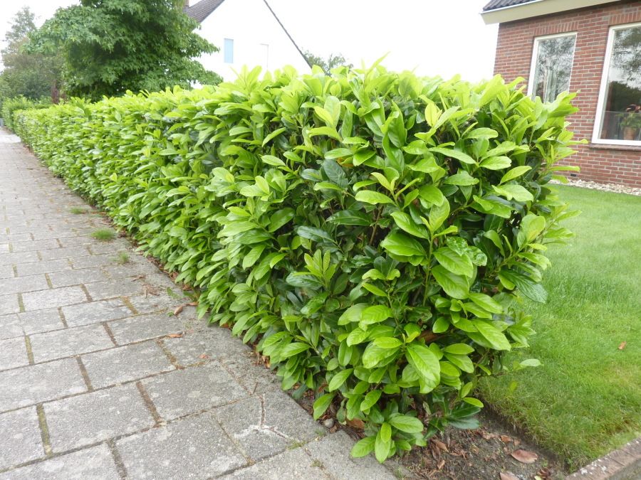 Kirschlorbeer 'Novita' Fertighecke 160-170 cm - Hedgy Heckenpflanzen