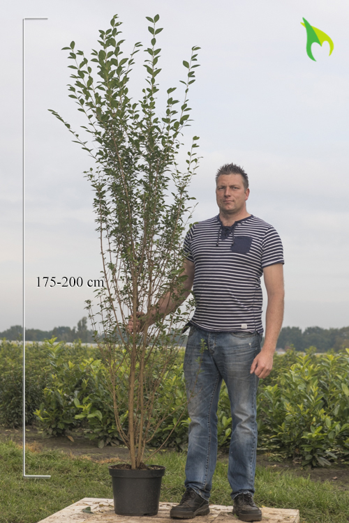 Ovalblättriger Liguster Topf 175-200 cm Topf