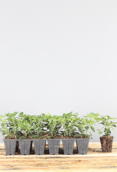 Lorbeerschneeball Wurzelballen 15-20 cm Wurzelballen