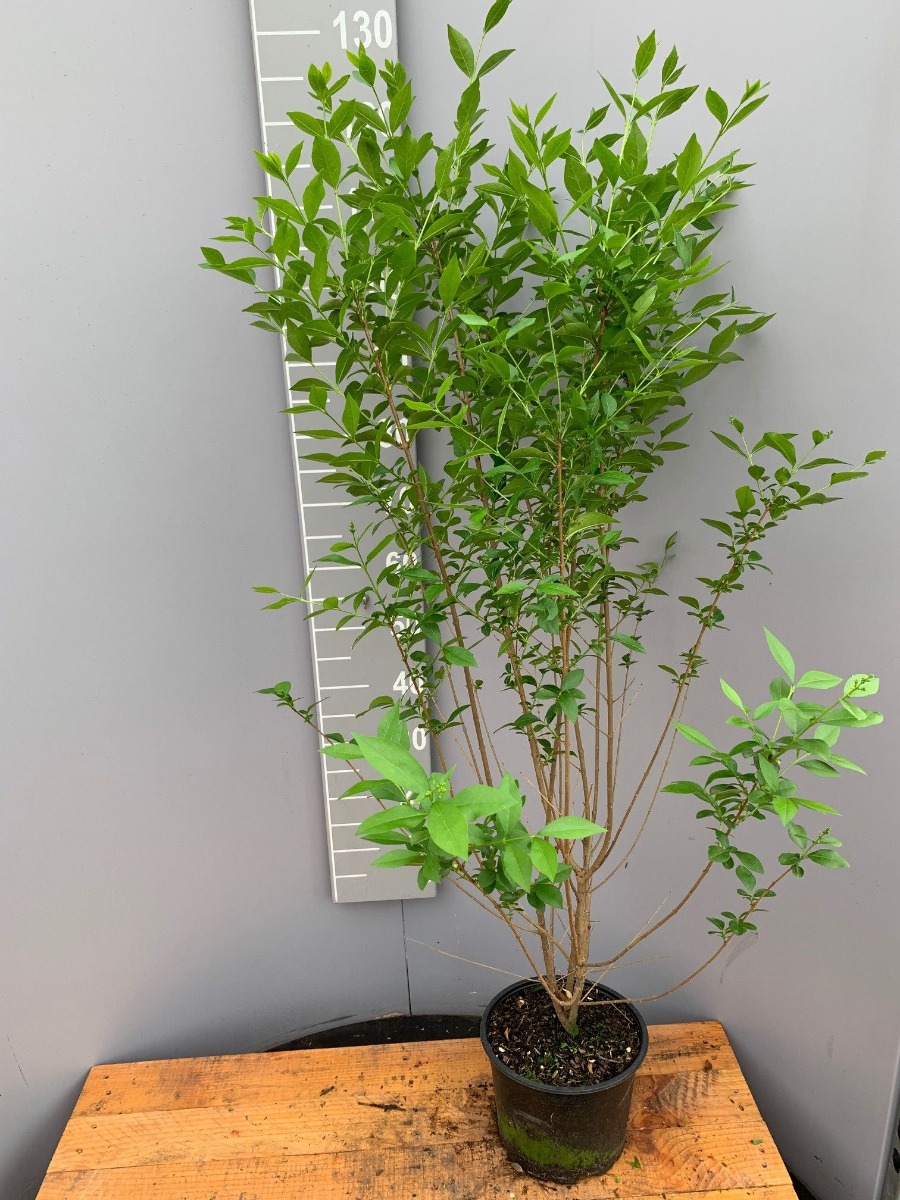 Ovalblättriger Liguster Topf 100-125 cm Topf