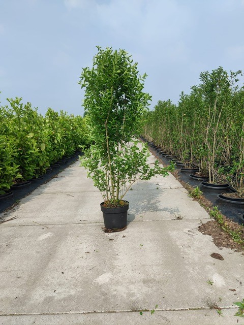 Ovalblättriger Liguster Topf 150-175 cm Topf