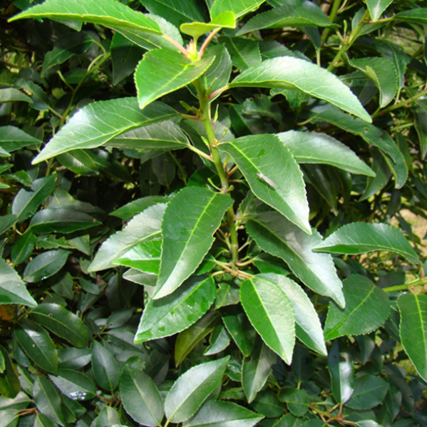 Portugiesischer Kirschlorbeer Wurzelballen 250-275 cm - Hedgy Heckenpflanzen