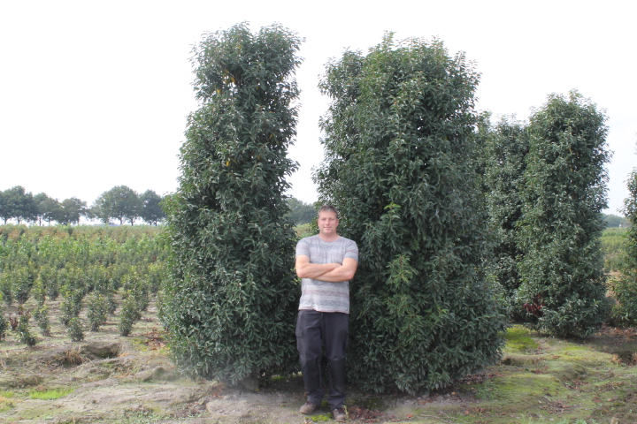 Portugiesischer Kirschlorbeer Wurzelballen 300-350 cm Wurzelballen