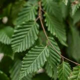 Hainbuche - Wei�buche