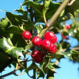 Europäische-Stechpalmen-Hecke