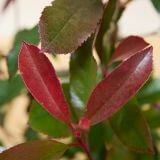 Glanzmispel-'Red Robin'-Hecke